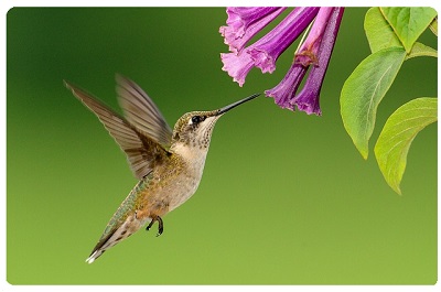 hummingbird - 400