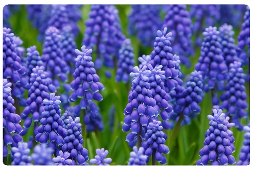 hyacinth-510