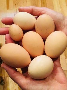 Multiple sized eggs from different chicken breeds.